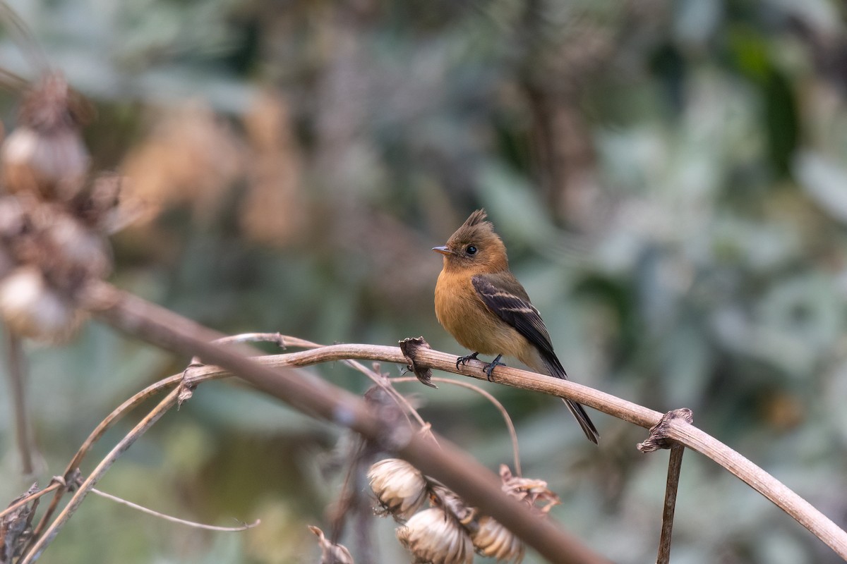 Tufted Flycatcher (Mexican) - Steve Rappaport