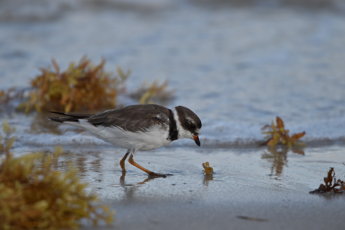 Semipalmated Plover - ML547308371
