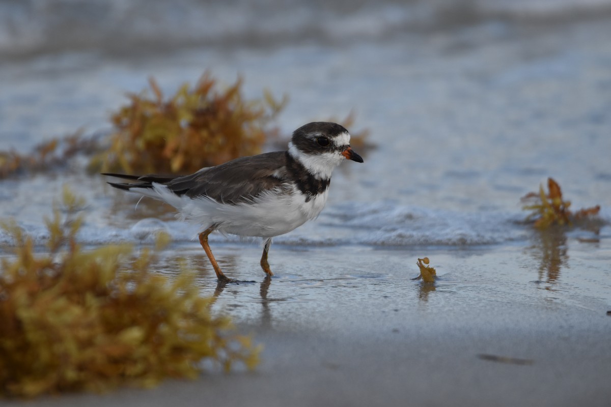 Semipalmated Plover - ML547308381