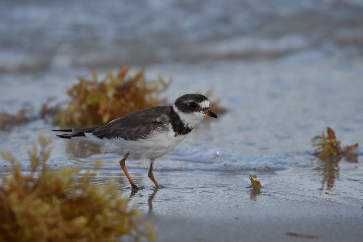 Semipalmated Plover - ML547308411