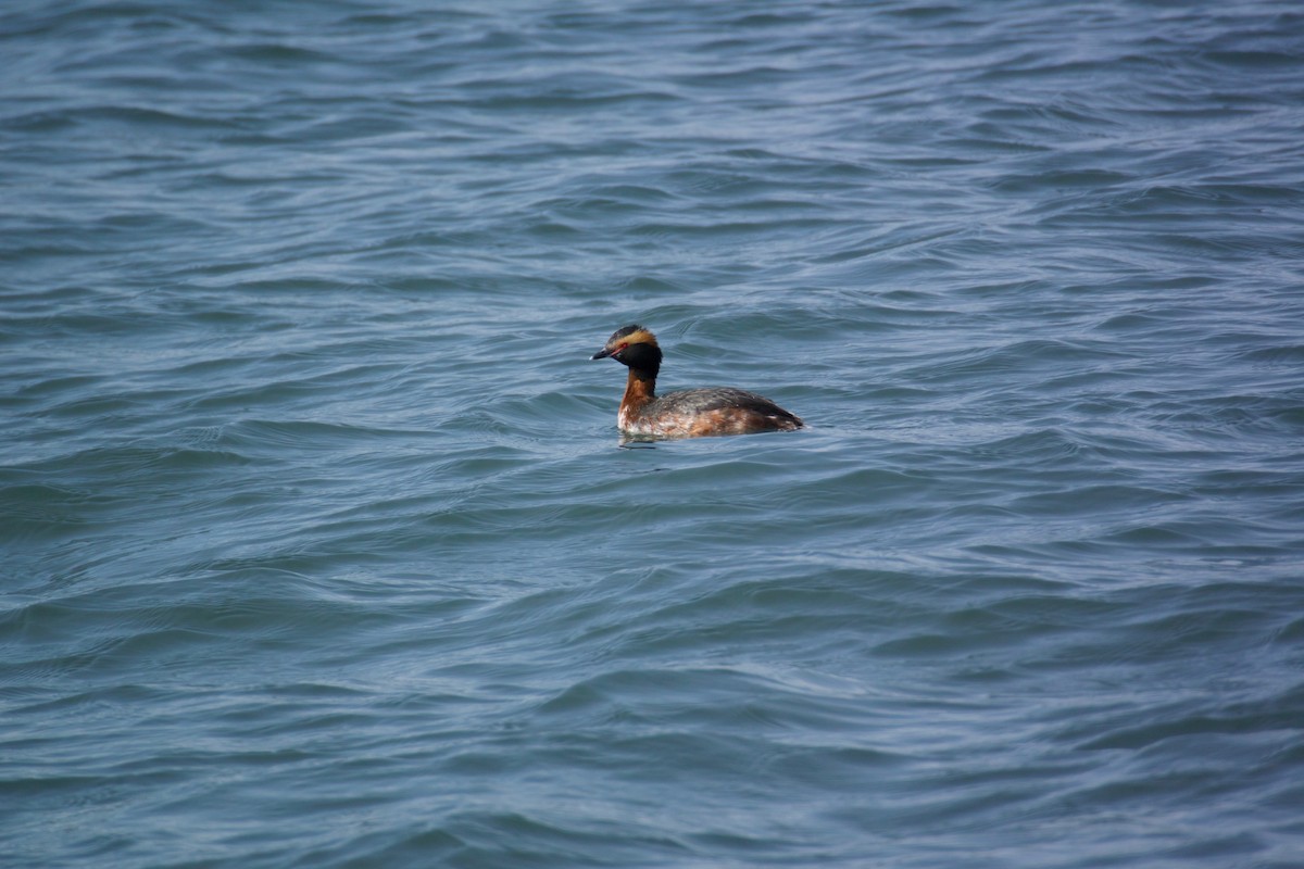 Horned Grebe - Michele Canale