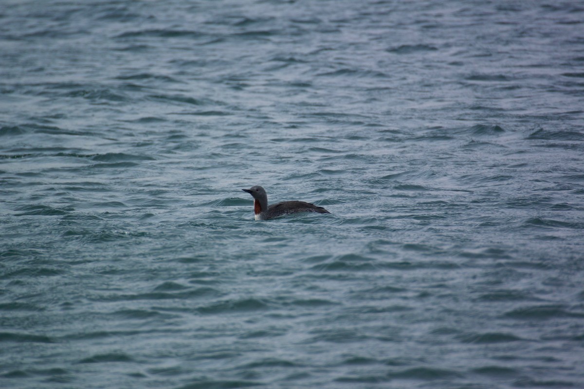 Red-throated Loon - ML54731181