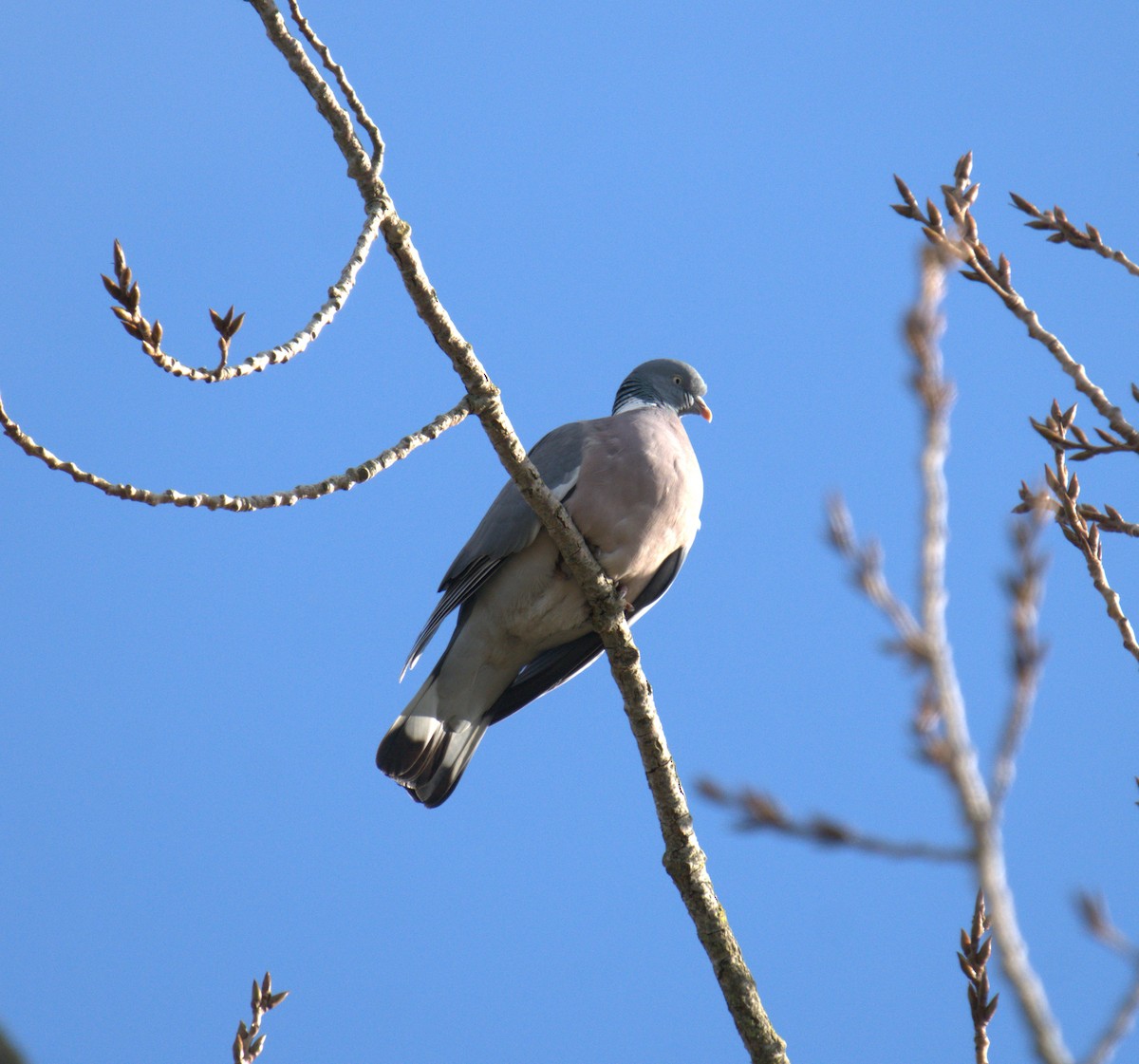 Common Wood-Pigeon - ML547312101