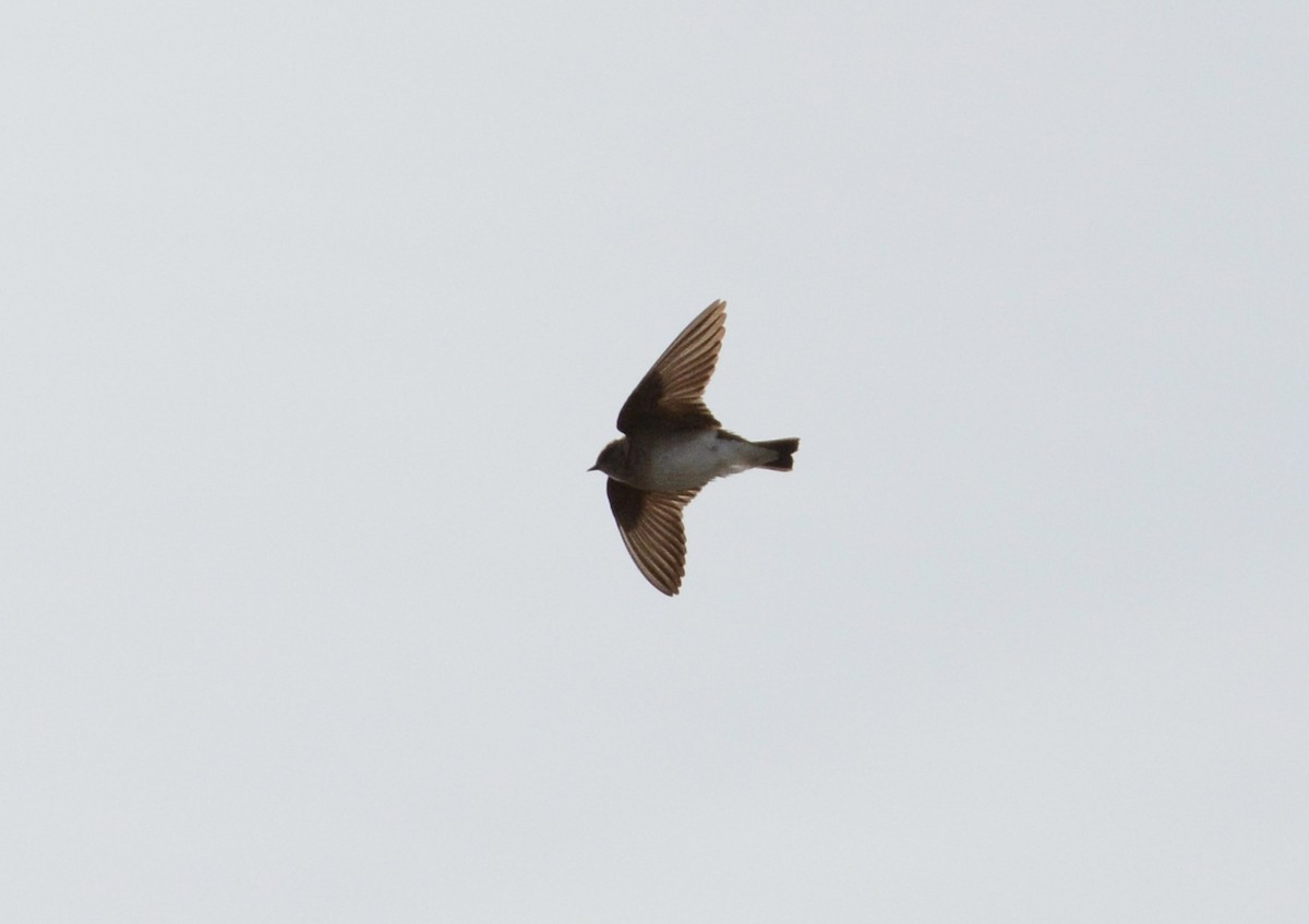 Northern Rough-winged Swallow - ML54731381
