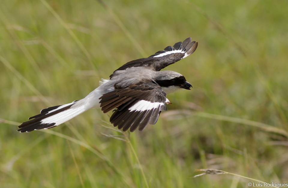 Gray-backed Fiscal - Luis Rodrigues
