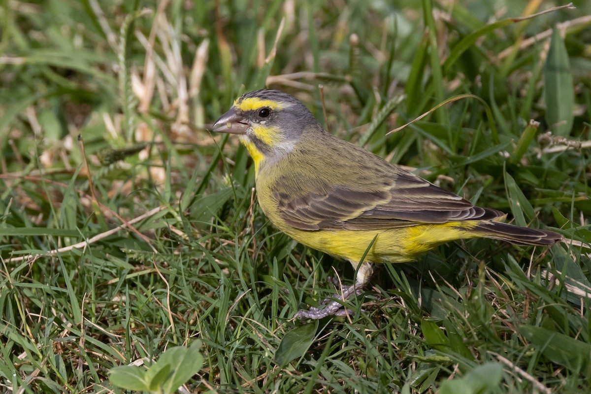 Yellow-fronted Canary - ML547316251