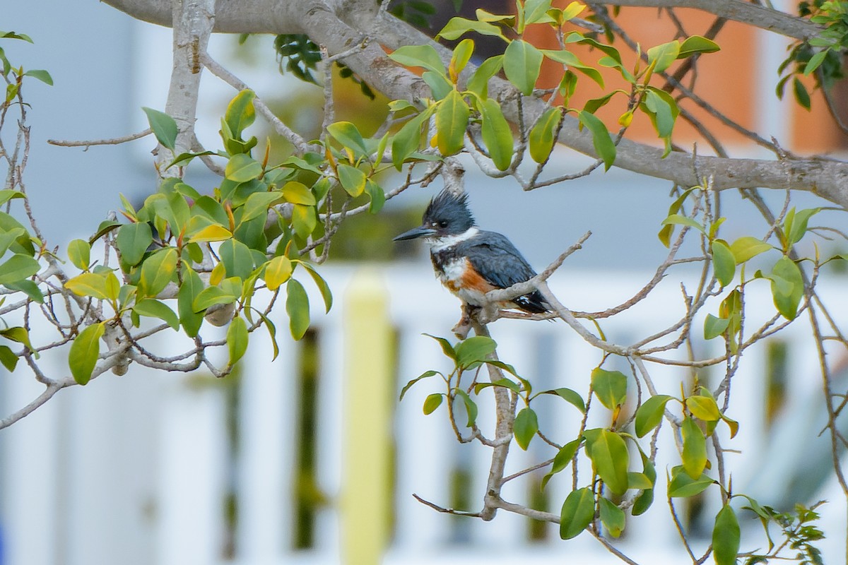 Belted Kingfisher - ML547317321