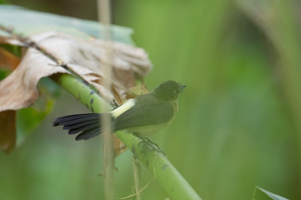 Sulphur-rumped Flycatcher - Andrew Newmark