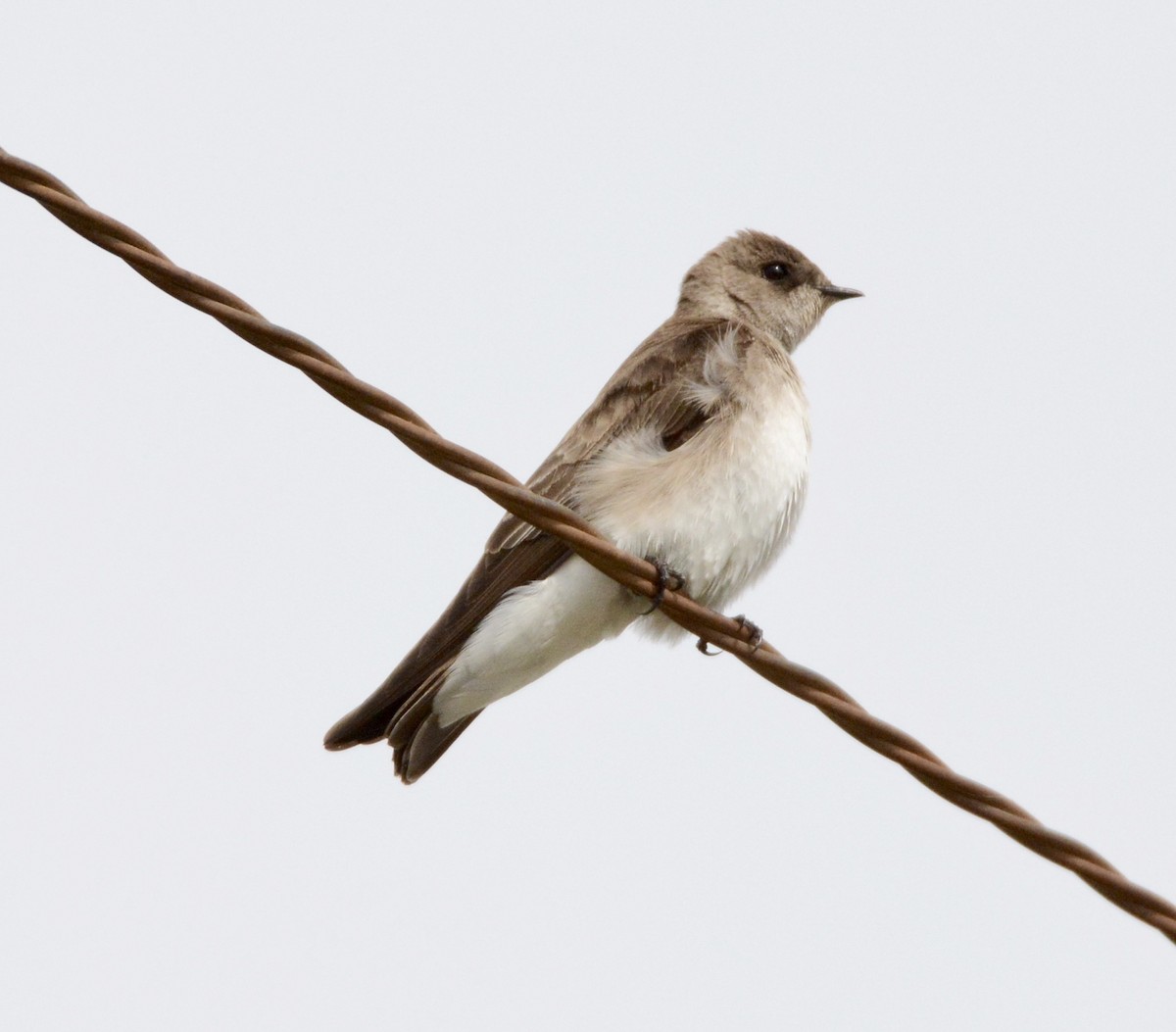Northern Rough-winged Swallow - Taylor Abbott
