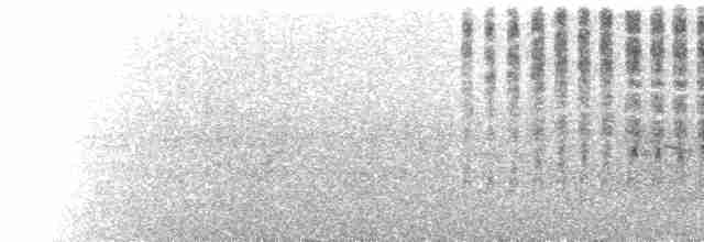  - Campbell Islands Teal