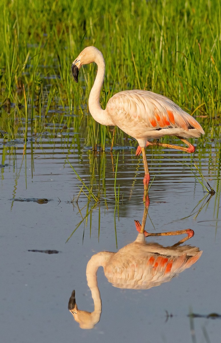 Chilean Flamingo - Rafael Gonçalves Moreira