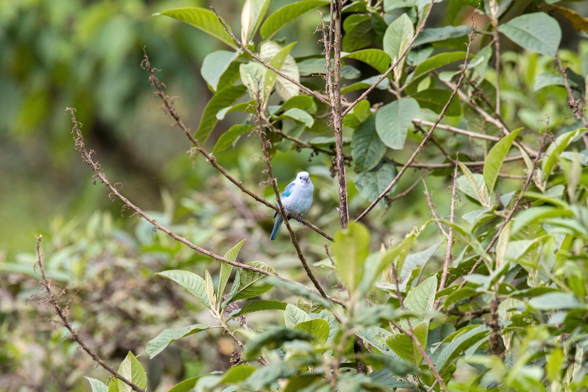 Blue-gray Tanager - ML547326601