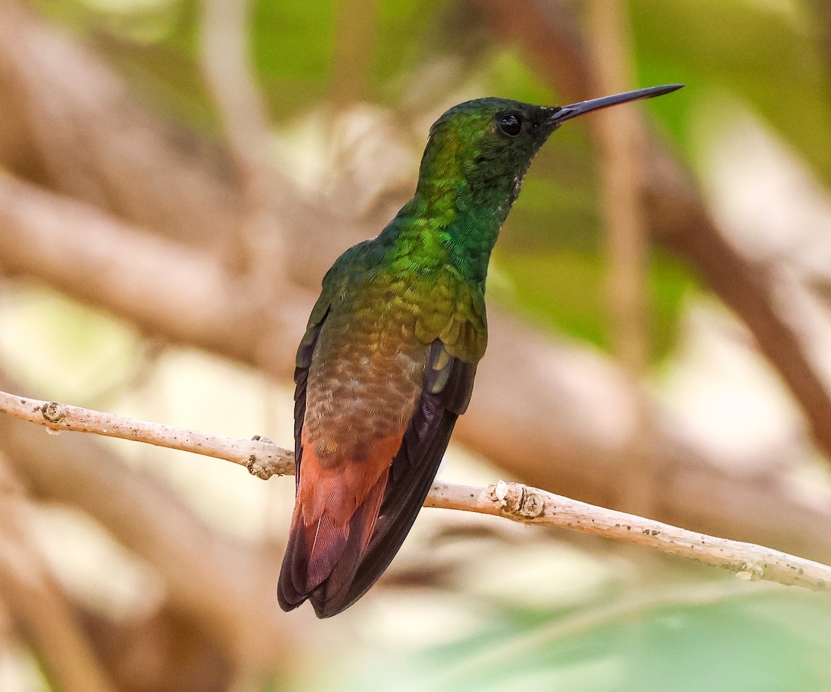Copper-tailed Hummingbird - ML547329991