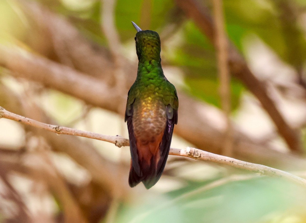 Copper-tailed Hummingbird - ML547330001