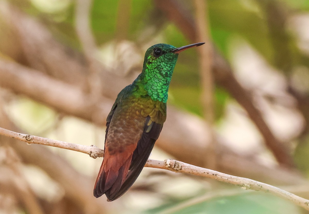 Copper-tailed Hummingbird - ML547330011