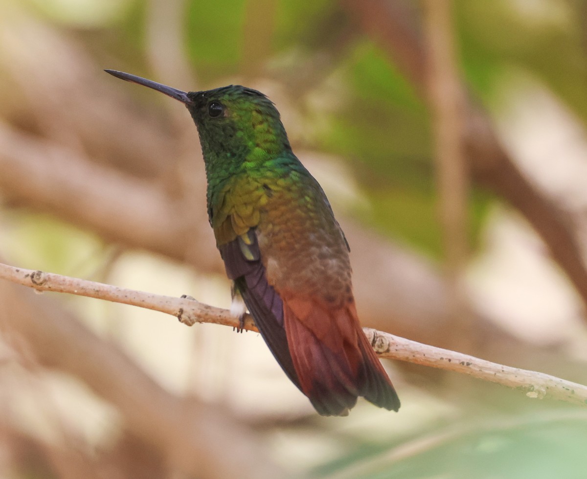 Copper-tailed Hummingbird - ML547330021