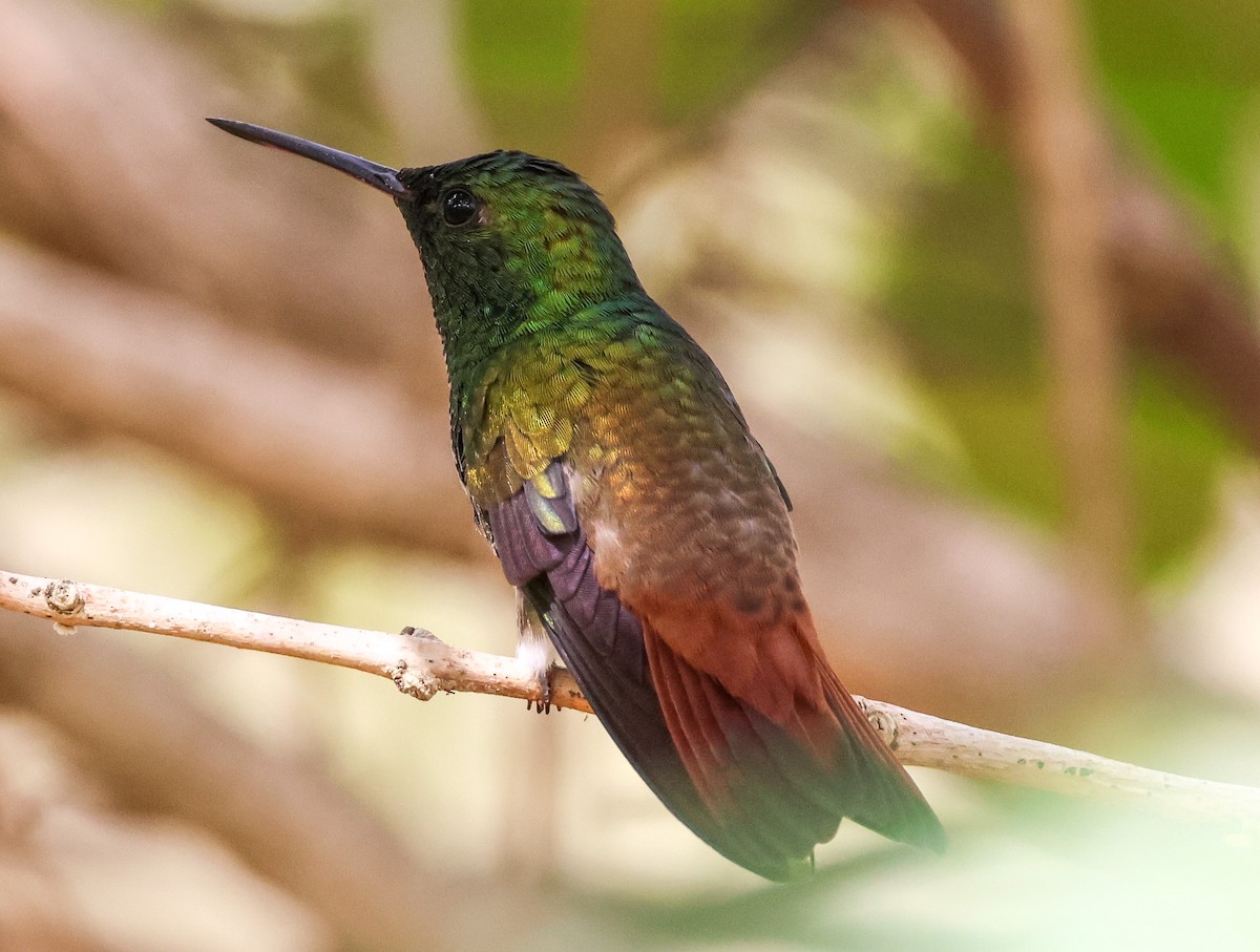 Copper-tailed Hummingbird - ML547330031