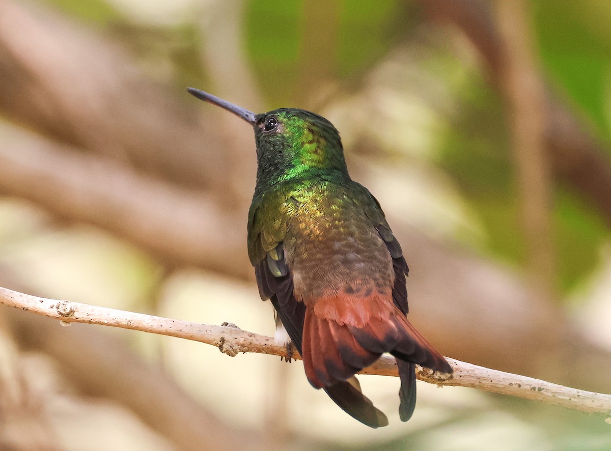Copper-tailed Hummingbird - ML547330041