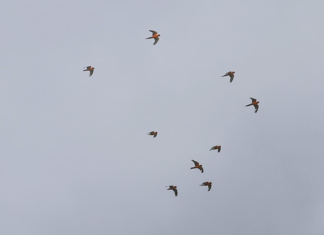 Flock of birds flying. - Sun Parakeet - 