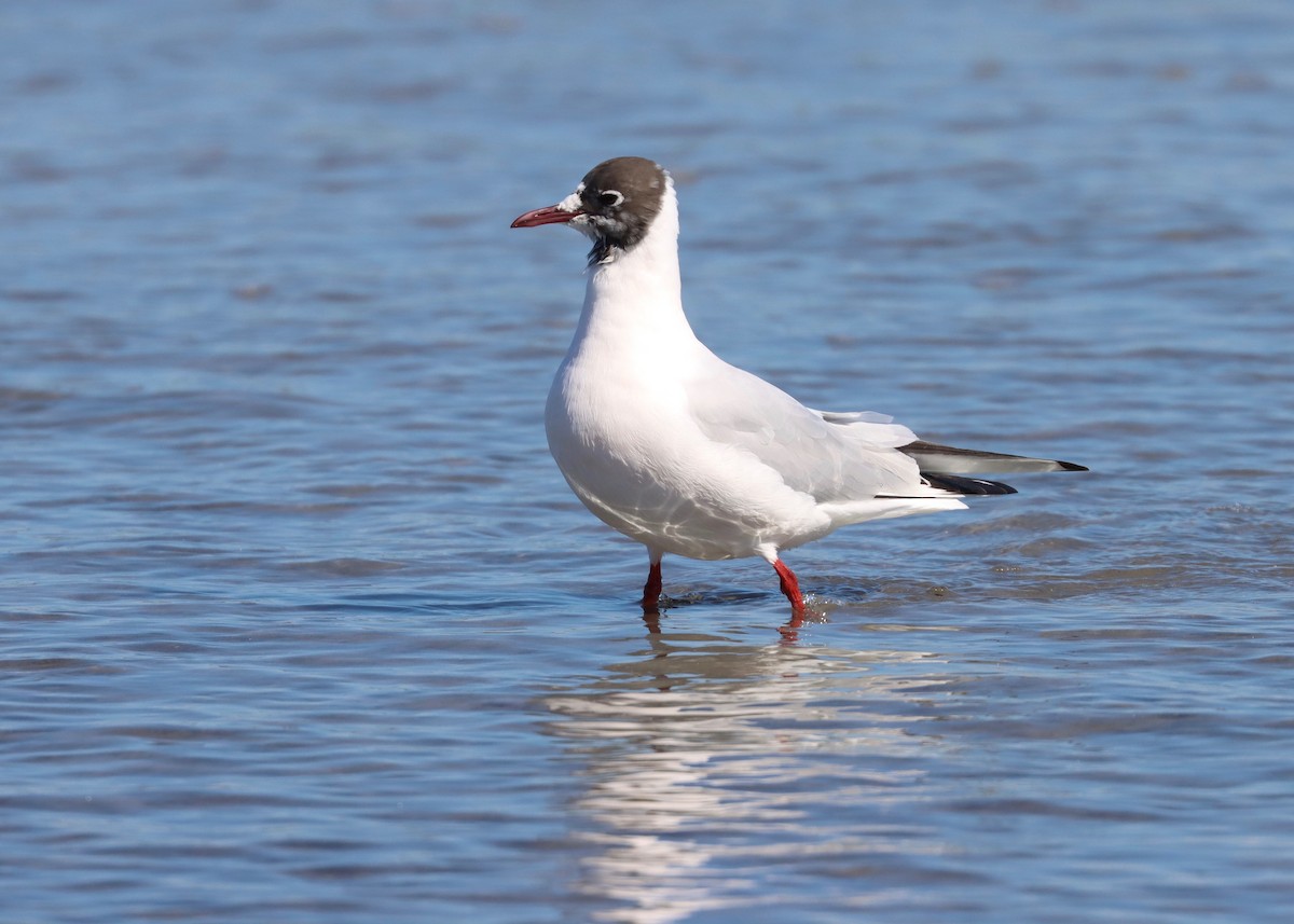Mouette rieuse - ML547333331