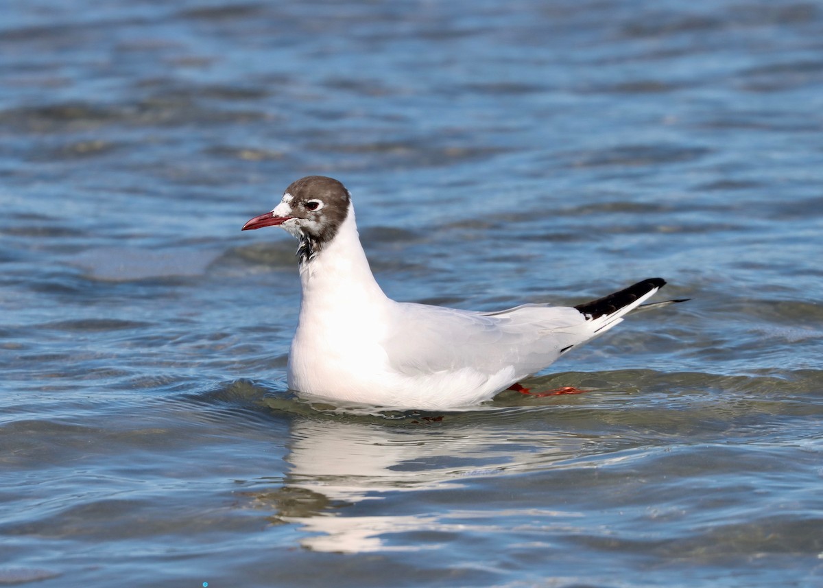 Mouette rieuse - ML547333361