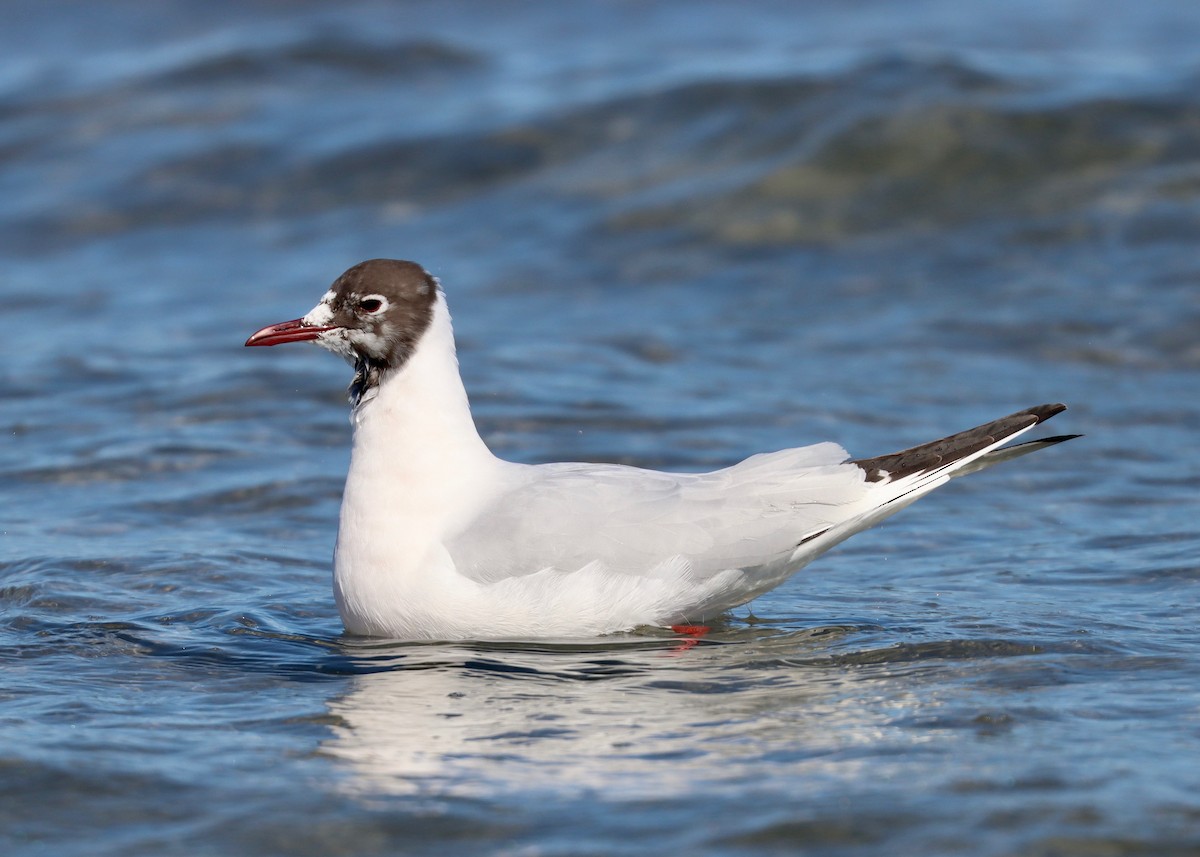 Mouette rieuse - ML547333371