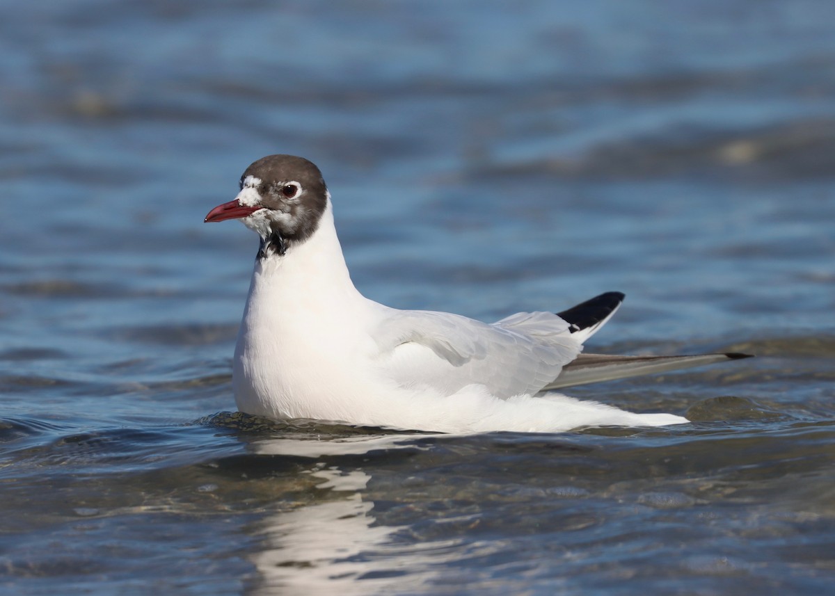 Mouette rieuse - ML547333421
