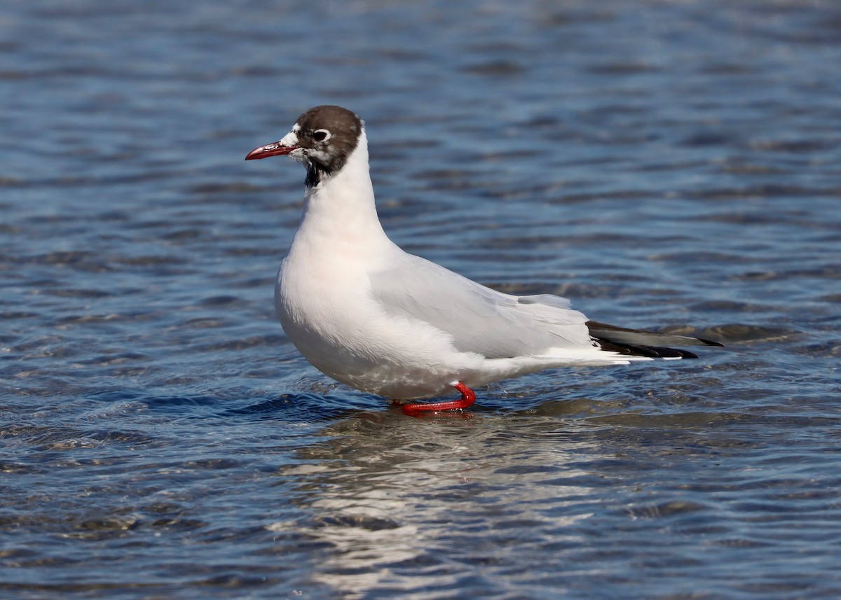 Mouette rieuse - ML547333431