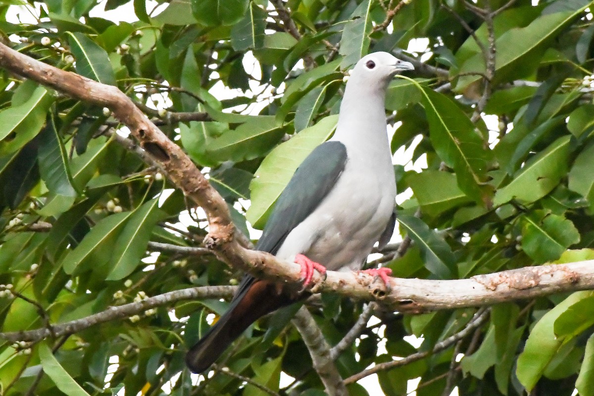 Island Imperial-Pigeon - ML547336501