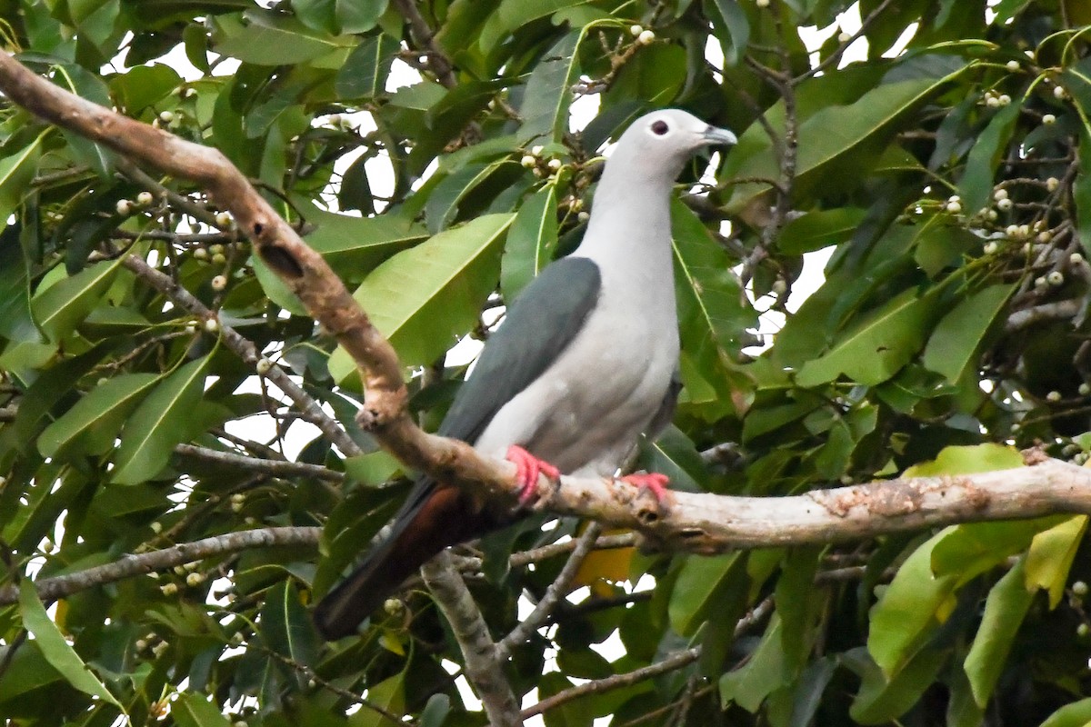 Island Imperial-Pigeon - ML547336511