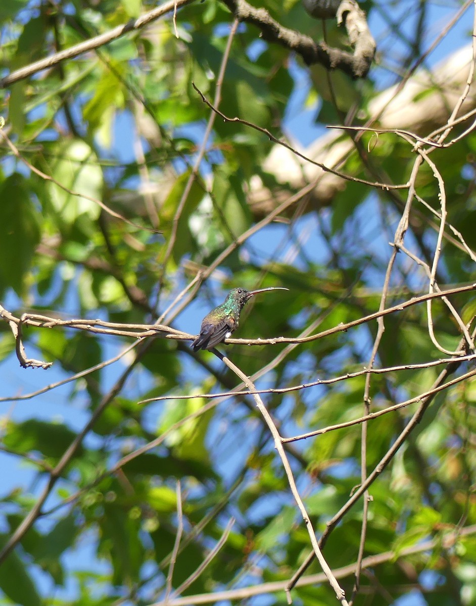 Blue-tailed Hummingbird - Christine McCluskey