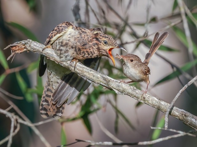 Red-backed Fairywren feeding a young Brush Cuckoo (<em>Cacomantis variolosus</em>). - Brush Cuckoo - 