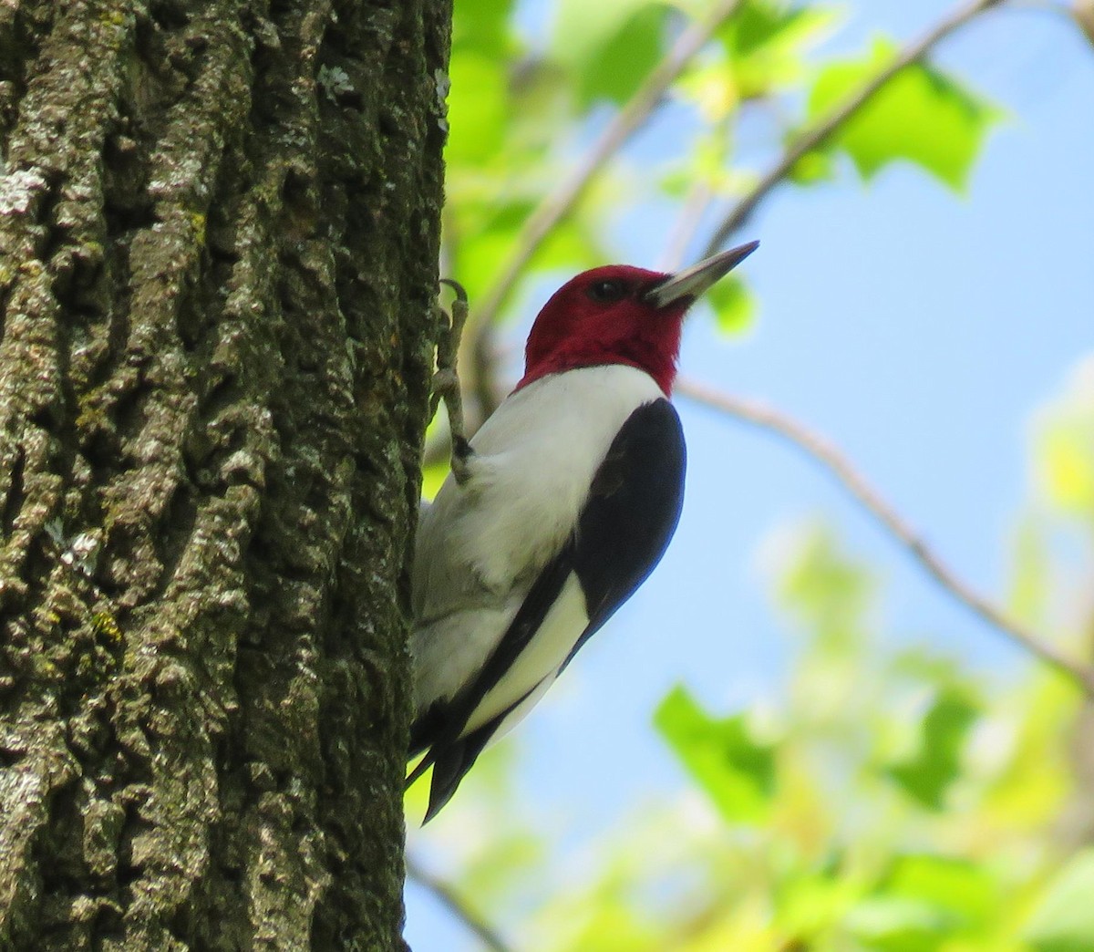 Red-headed Woodpecker - Elton Morel