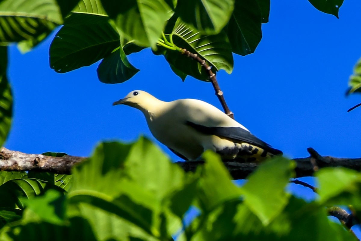 Yellowish Imperial-Pigeon - Alison Bentley