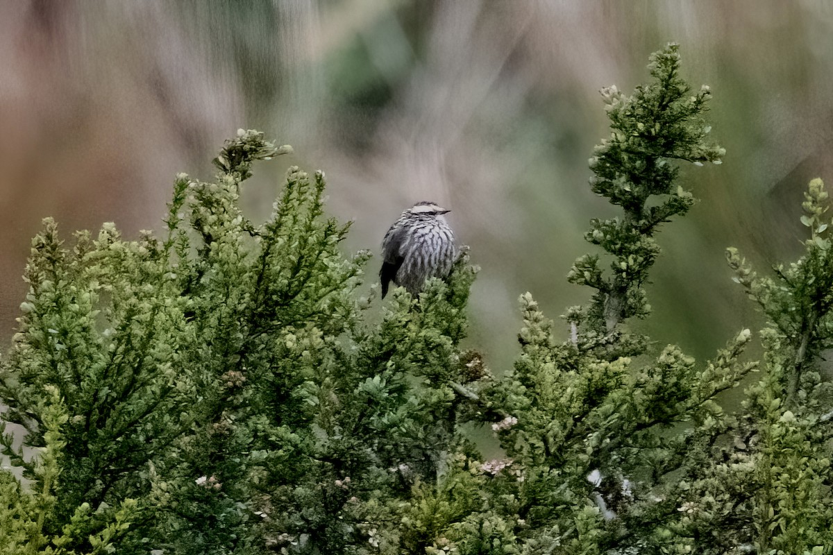 Andean Tit-Spinetail - ML547351221