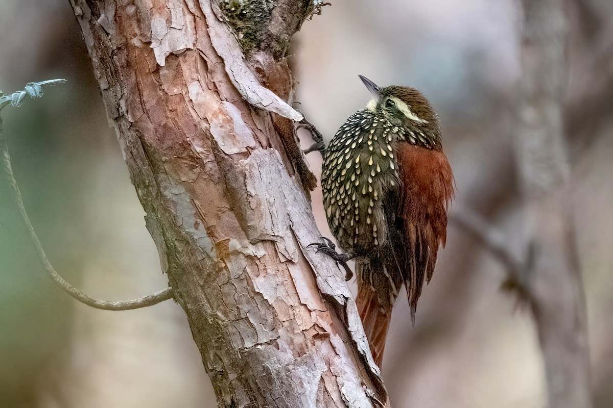 Pearled Treerunner - ML547352191