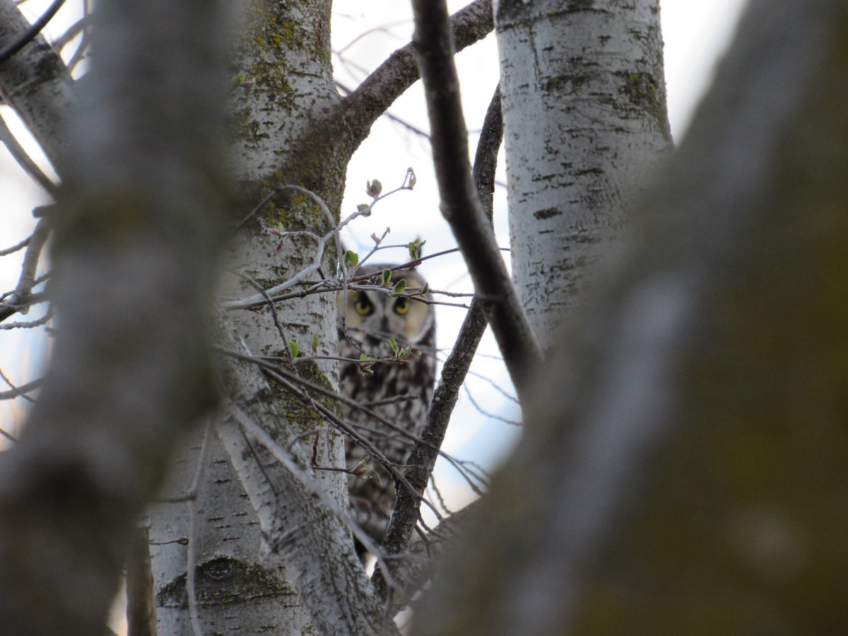 Long-eared Owl - ML54735271
