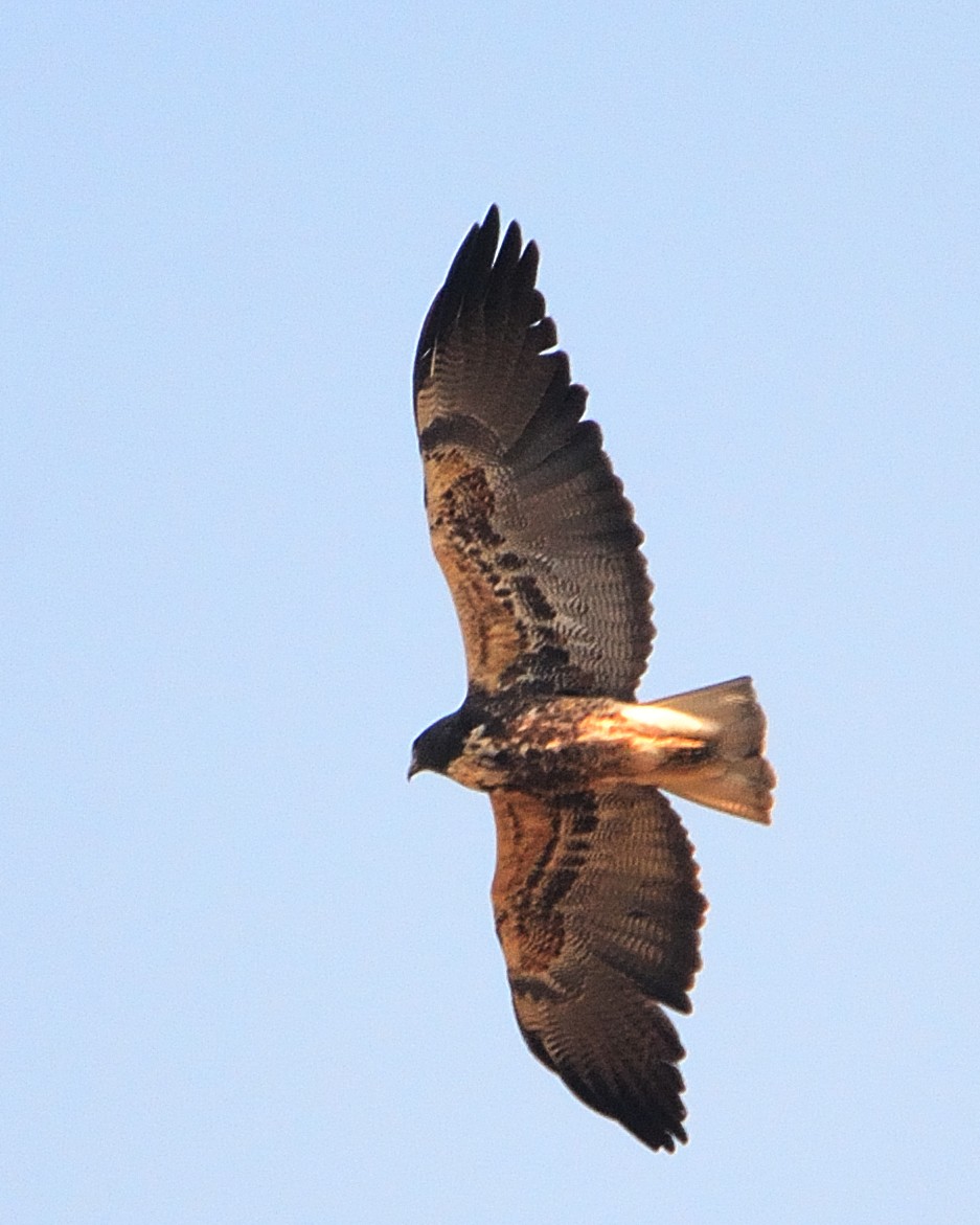 White-tailed Hawk - Gerardo Aguilar Anzures