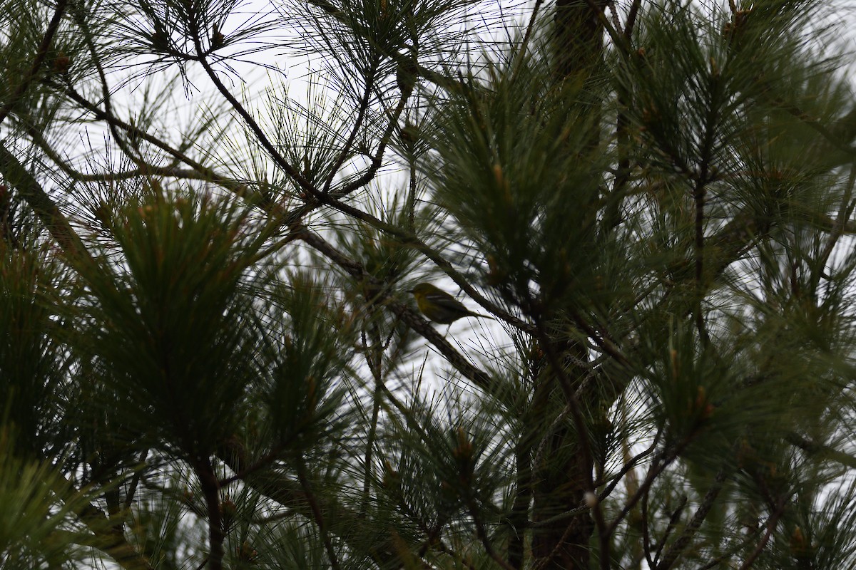 Pine Warbler - ML547355231