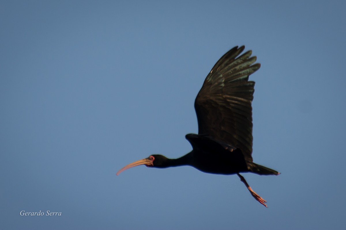 ibis tmavý - ML54735791