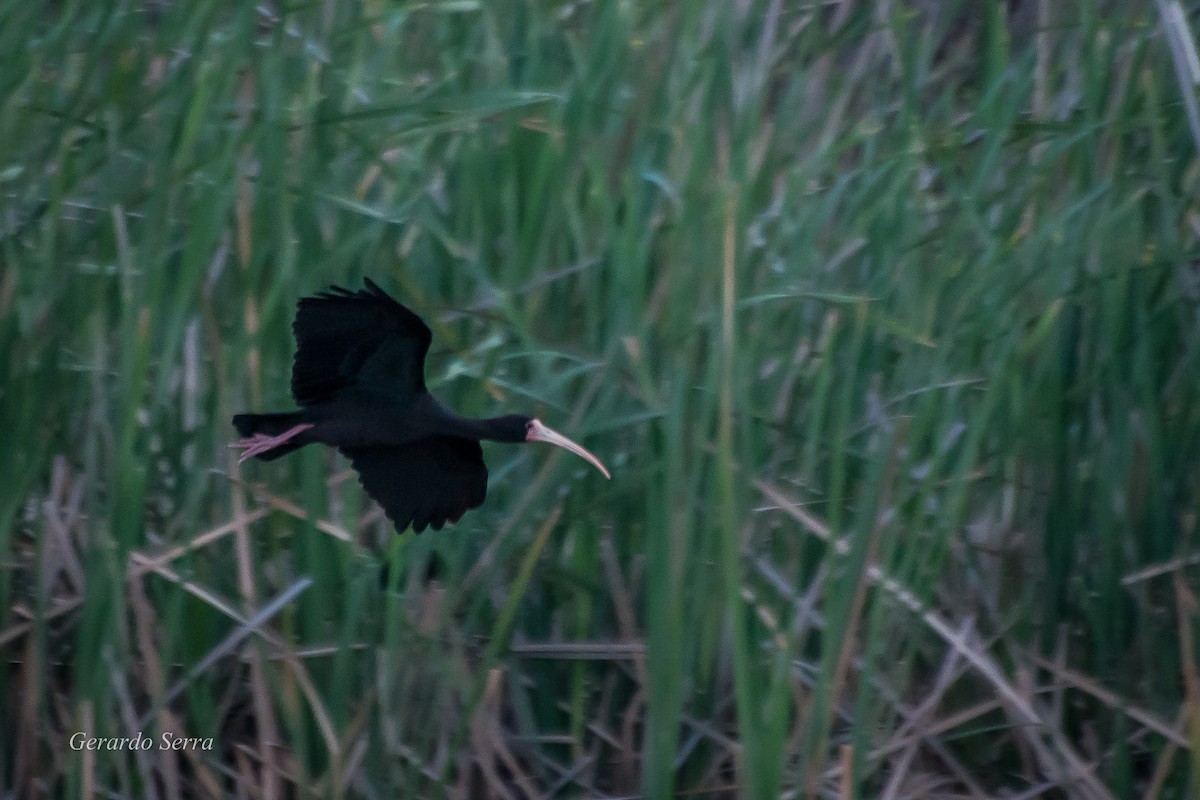 ibis tmavý - ML54735911