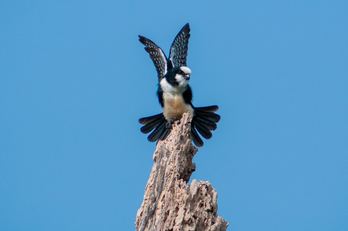 White-fronted Falconet - ML547360291