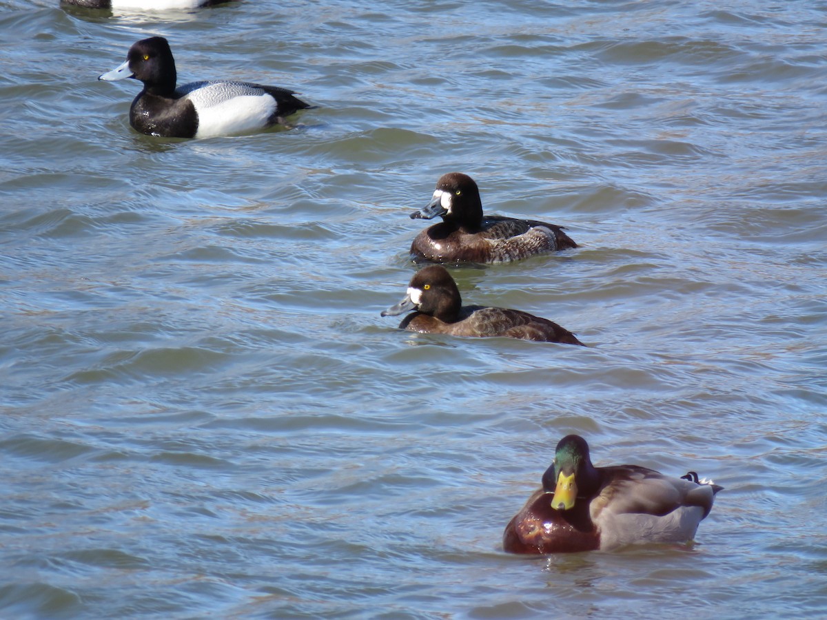 Greater Scaup - ML547363061