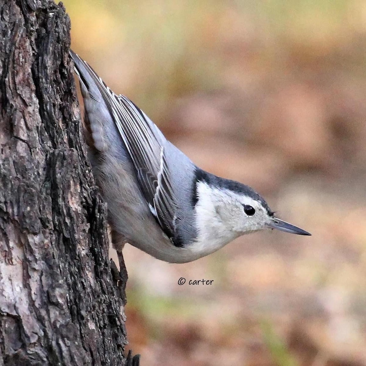 White-breasted Nuthatch - ML547363171