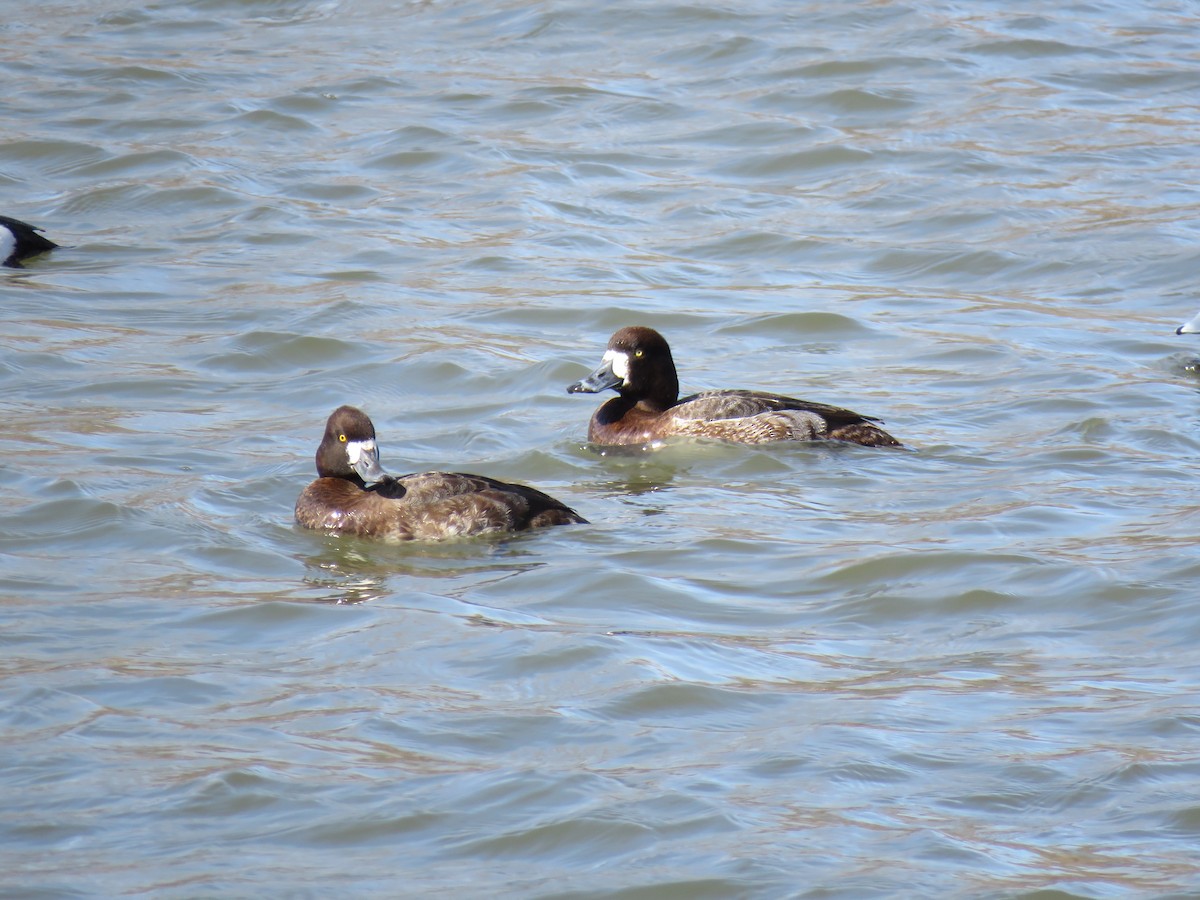 Greater Scaup - ML547363541
