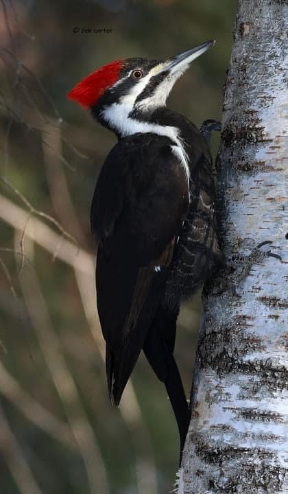 Pileated Woodpecker - ML547363571