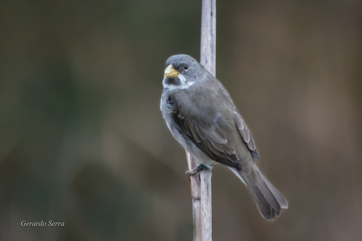 Double-collared Seedeater - ML54736361