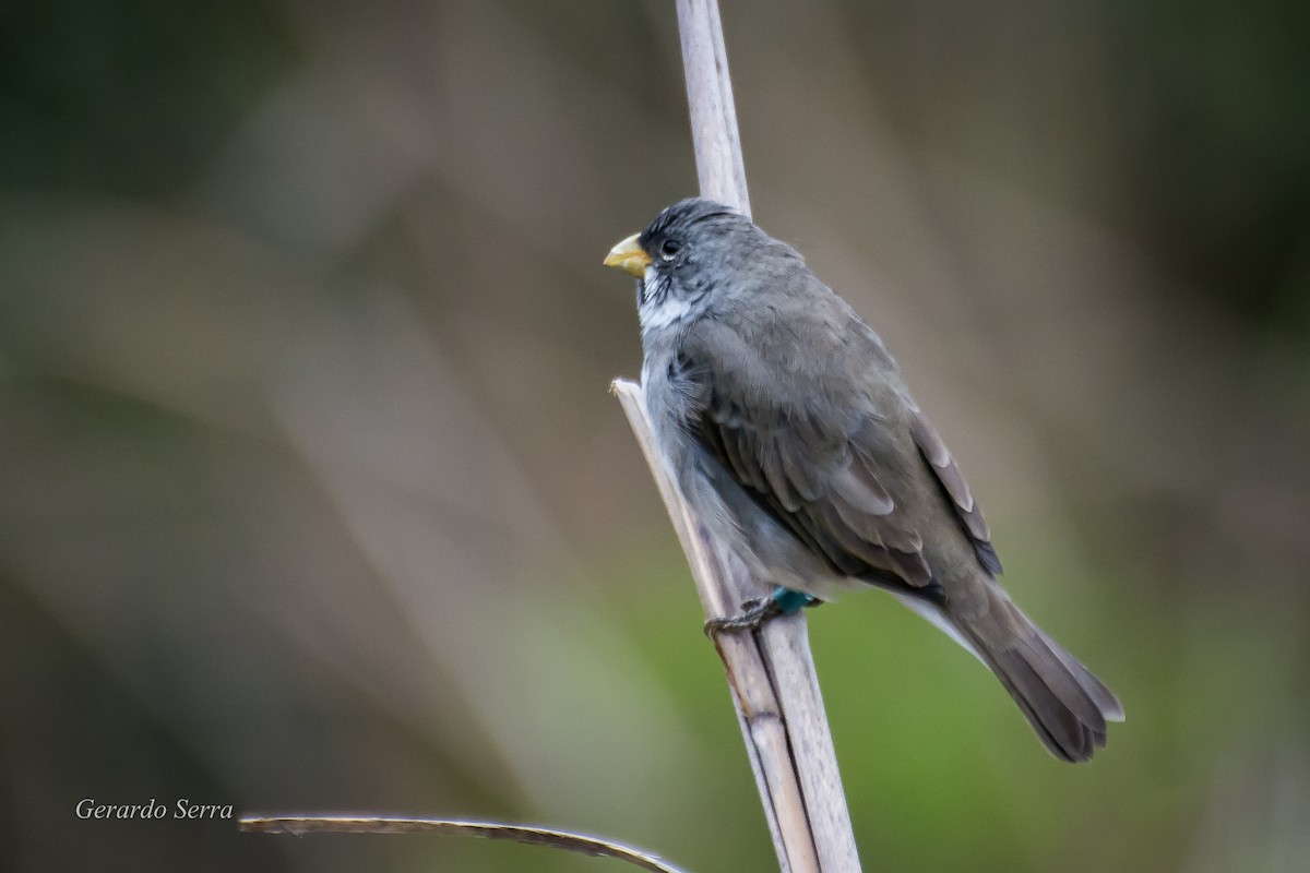 Double-collared Seedeater - ML54736381
