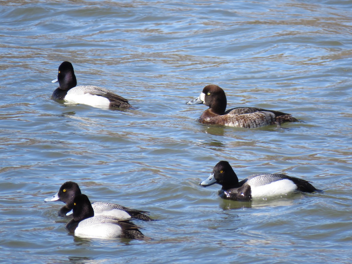 Greater Scaup - ML547363951