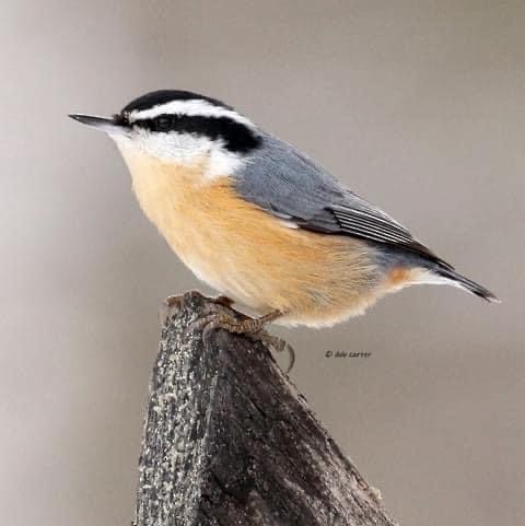 Red-breasted Nuthatch - ML547364321